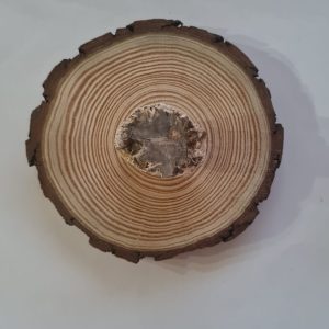 Madeira Fossilizada Média