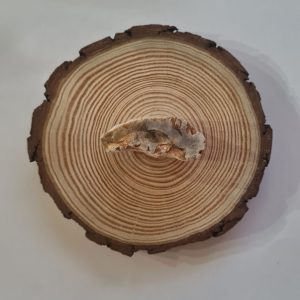 Madeira Fossilizada Média