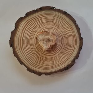 Madeira Fossilizada Pequena